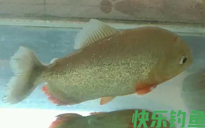 水虎鱼的寿命有多长(图3)