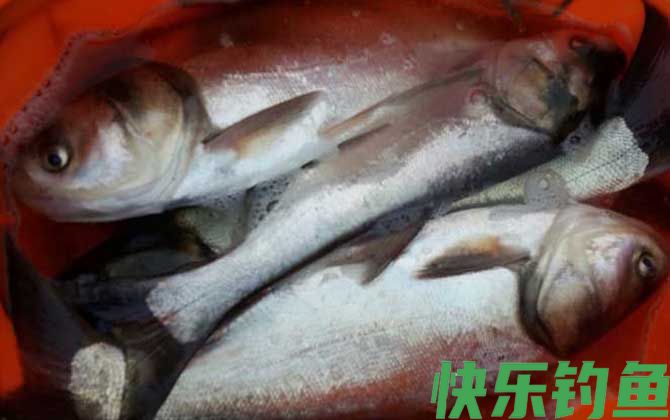 鲢鱼和鳙鱼是同一种鱼吗(图1)