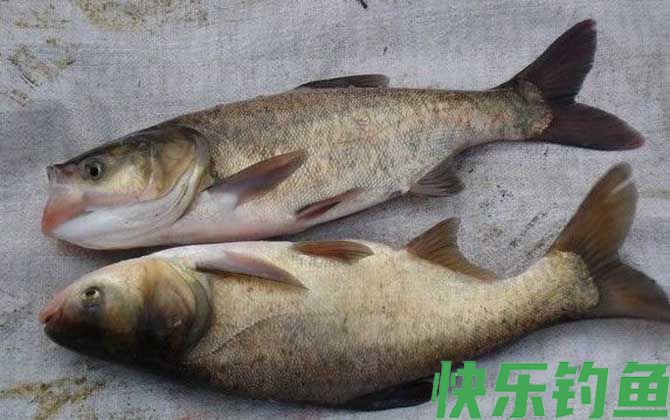 鲢鱼和鳙鱼是同一种鱼吗(图4)