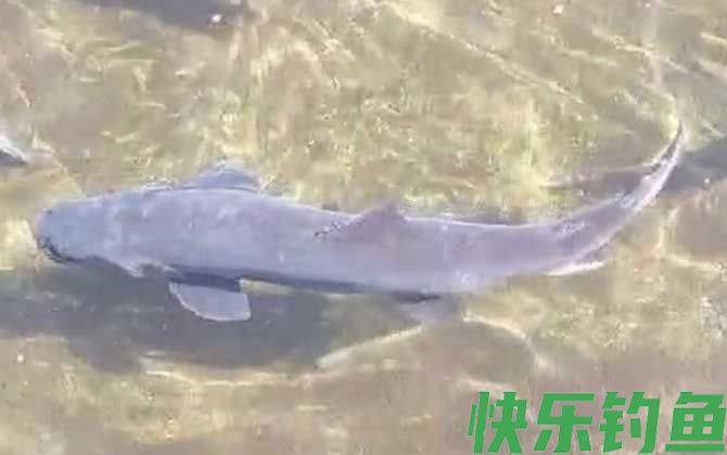 哲罗鲑是细鳞鱼吗(图1)