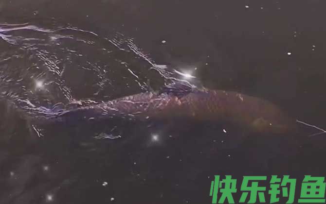 大青鱼一般藏在多深的地方(图1)