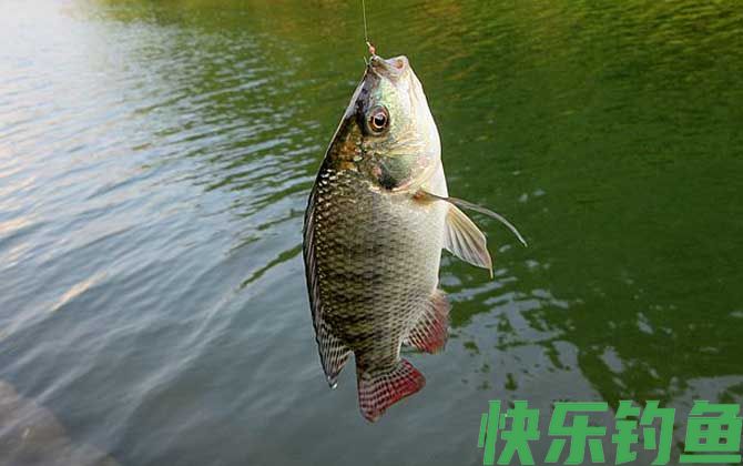 为什么很少人吃罗非鱼(图3)