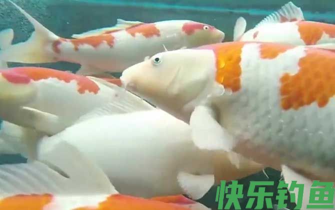 锦鲤鱼烂身用什么药最好(图3)