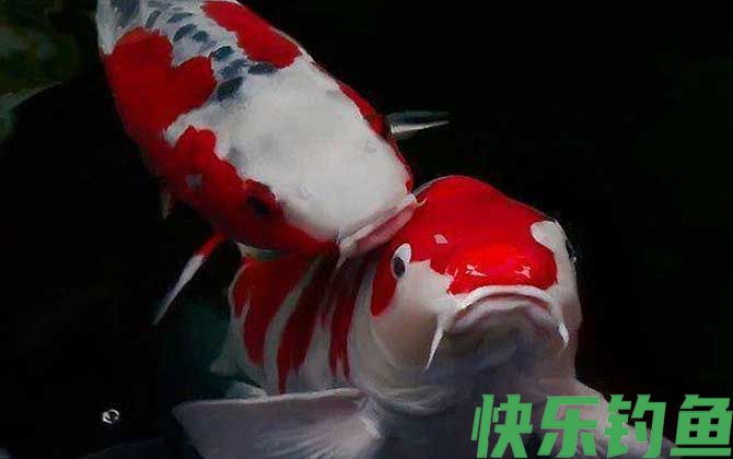 锦鲤鱼烂身用什么药最好(图2)