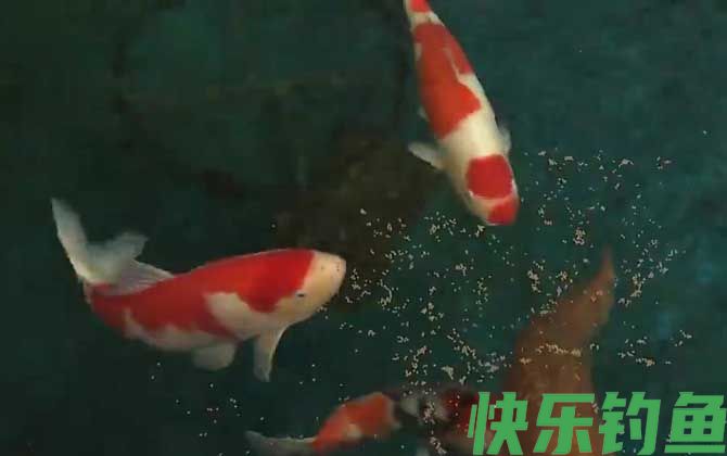 锦鲤鱼烂身用什么药最好(图4)