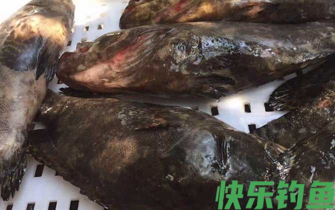 石斑鱼价格多少钱一斤(图1)