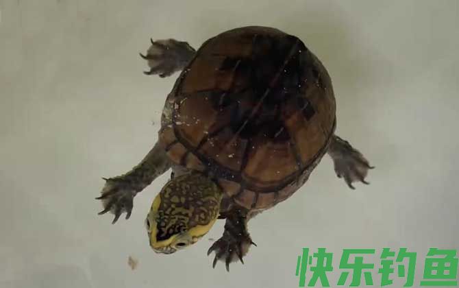 果核蛋龟是什么龟(图2)