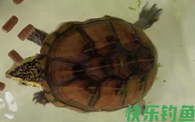 果核蛋龟是什么龟(图4)