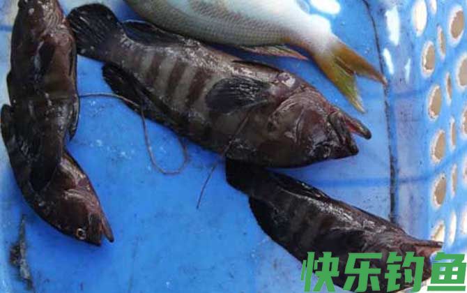 石斑鱼价格多少钱一斤(图2)