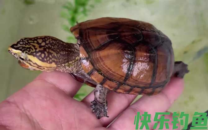 果核蛋龟是什么龟(图1)