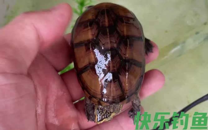 果核蛋龟是什么龟(图3)
