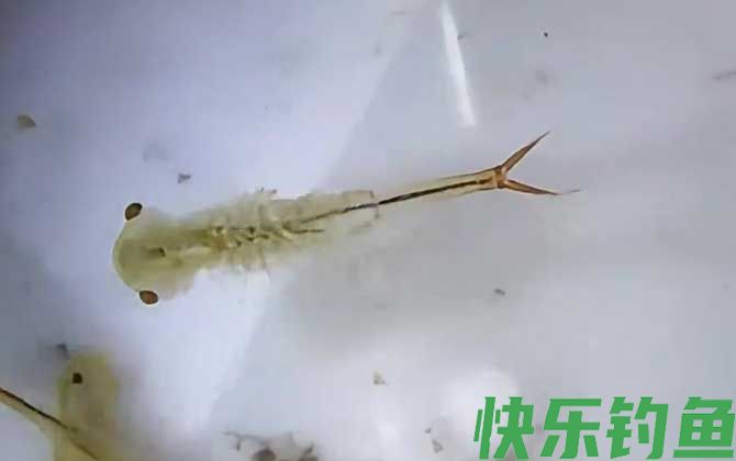 丰年虾最简单的孵化方法(图1)