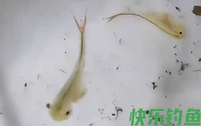 丰年虾最简单的孵化方法(图3)