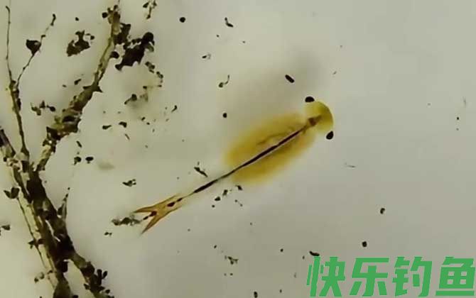丰年虾最简单的孵化方法(图2)