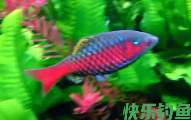 钻石彩虹鲫是什么鱼(图3)