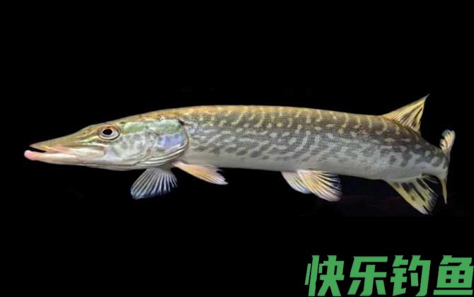 狗鱼是什么鱼(图1)