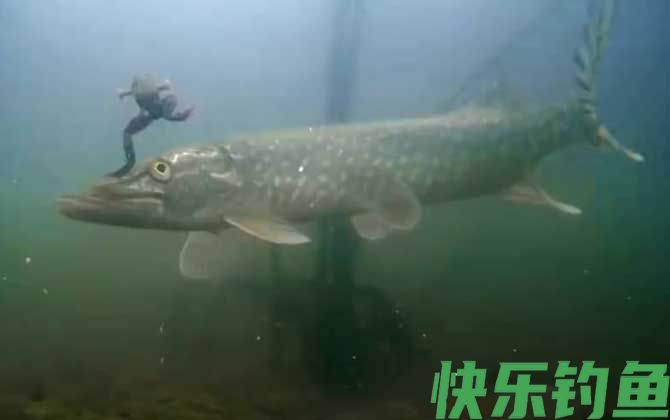 狗鱼是什么鱼(图5)