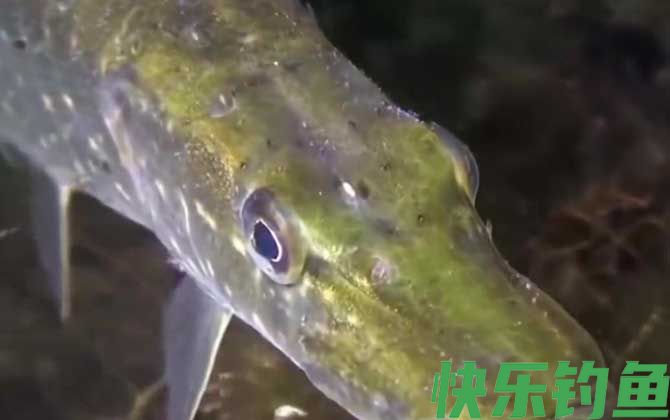狗鱼是什么鱼(图3)