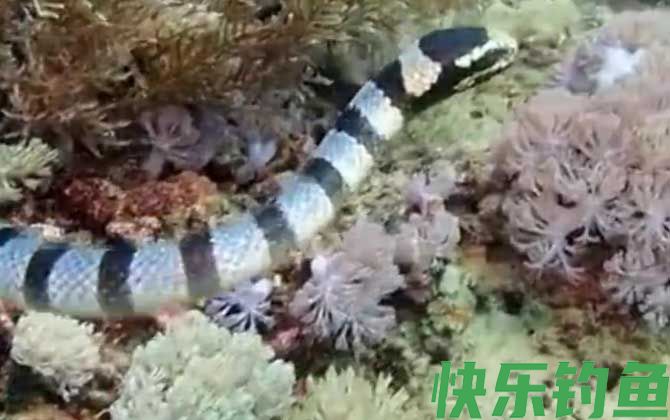 裂颊海蛇是什么动物(图1)
