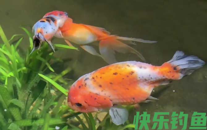金鱼炸鳞什么原因引起的(图3)