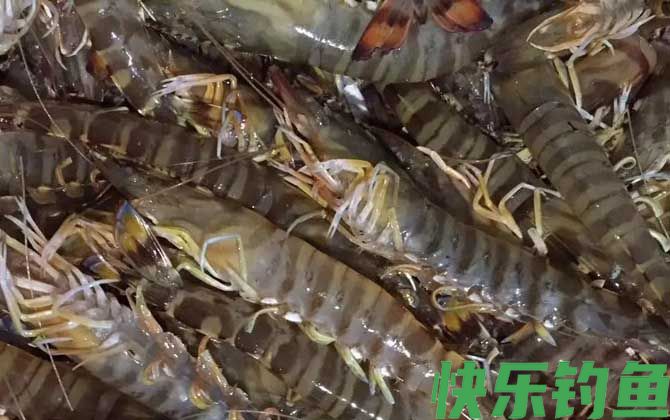 九节虾是什么虾(图1)