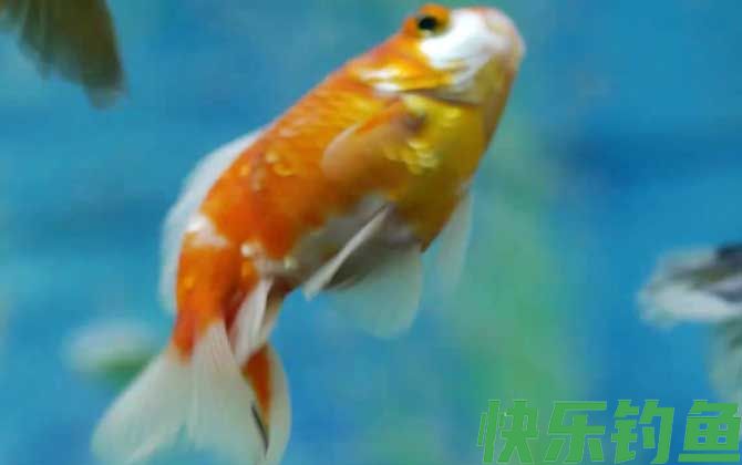 金鱼炸鳞什么原因引起的(图4)