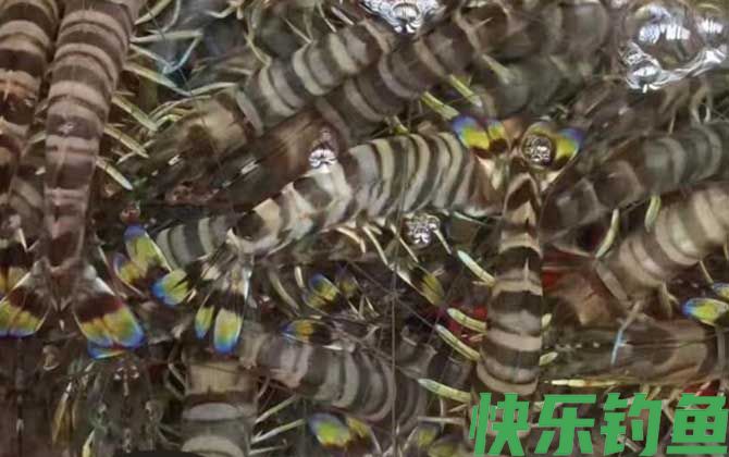 九节虾是什么虾(图3)