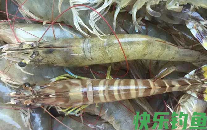 九节虾是什么虾(图2)