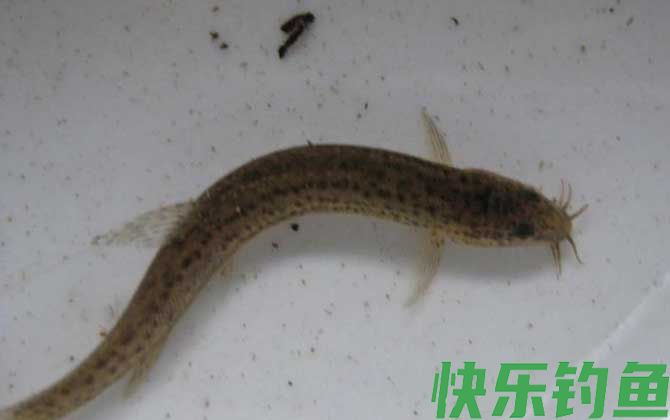 网箱泥鳅养殖技术(图7)