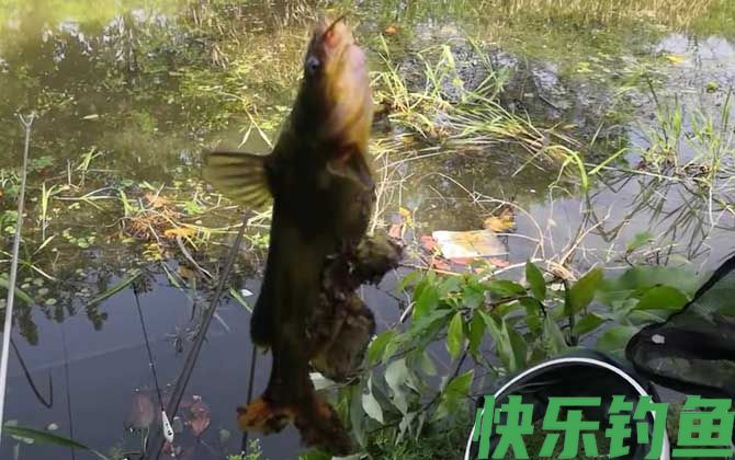 黄颡鱼什么时候进食(图1)