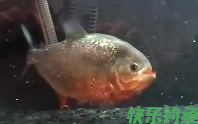 水虎鱼吃什么食物(图1)