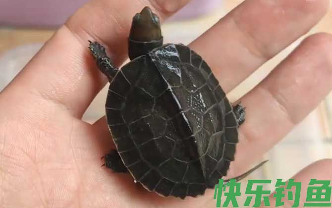 黄喉拟水龟价格多少钱一只(图2)