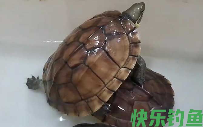 黄喉拟水龟价格多少钱一只(图3)