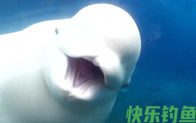 白鲸和海豚的区别(图1)