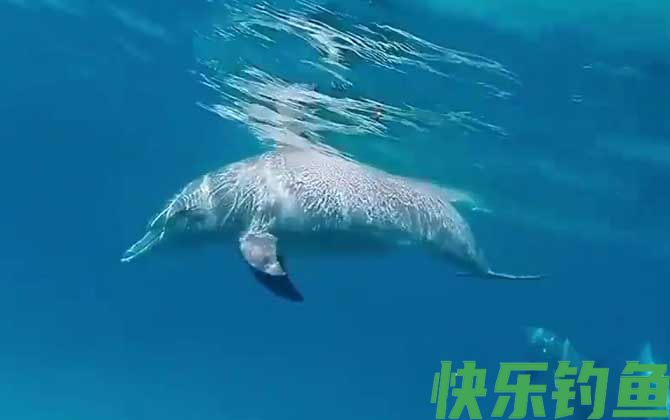 白鲸和海豚的区别(图4)