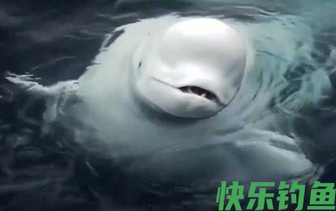 白鲸和海豚的区别(图3)