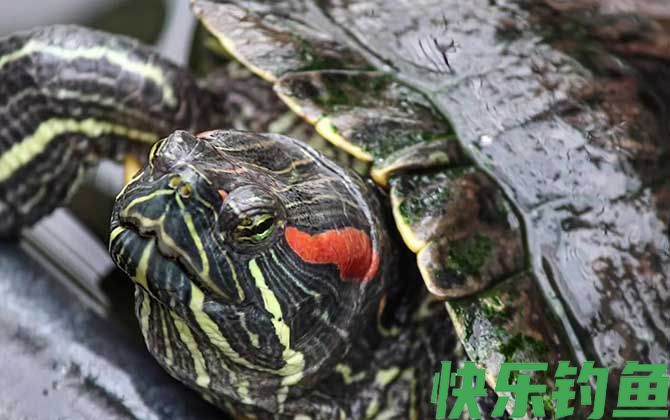 乌龟是什么动物(图4)