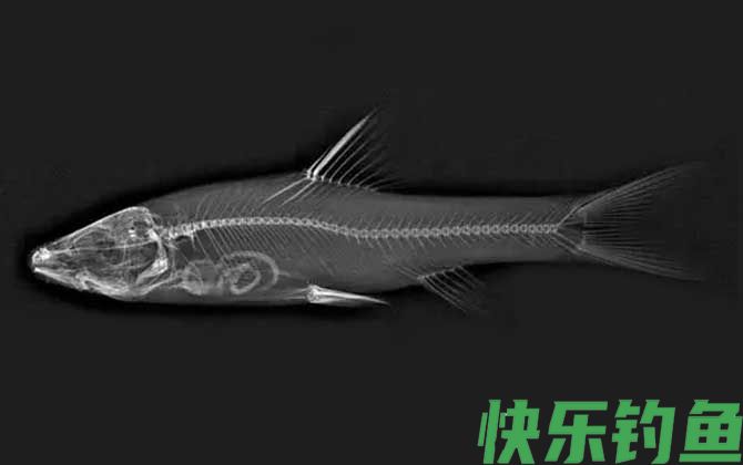 紫色金线鲃是什么鱼(图2)