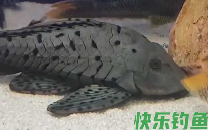 清道夫鱼为什么要活埋(图1)