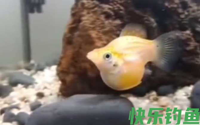 玛丽鱼多久繁殖一次(图1)