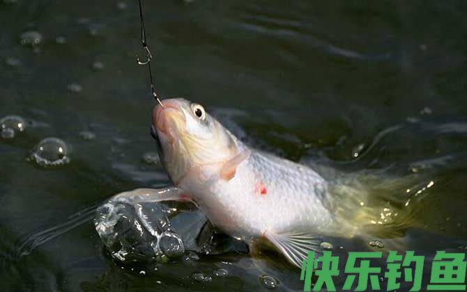 鲤鱼能长多大(图3)