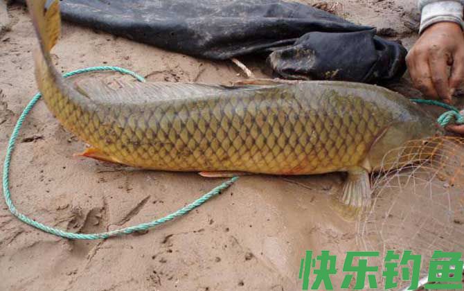 鲤鱼能长多大(图4)