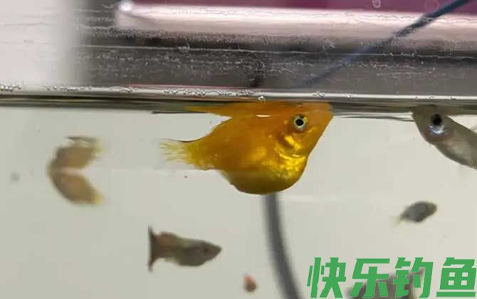 玛丽鱼多久繁殖一次(图4)