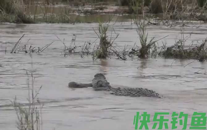 鳄鱼最怕的动物是什么(图2)