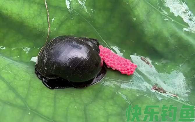 碰了福寿螺的卵手烂掉了是真的吗(图2)