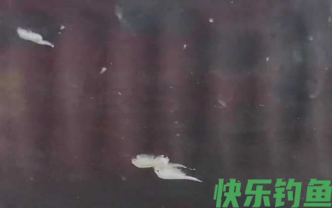 丰年虾卵会过期吗(图3)