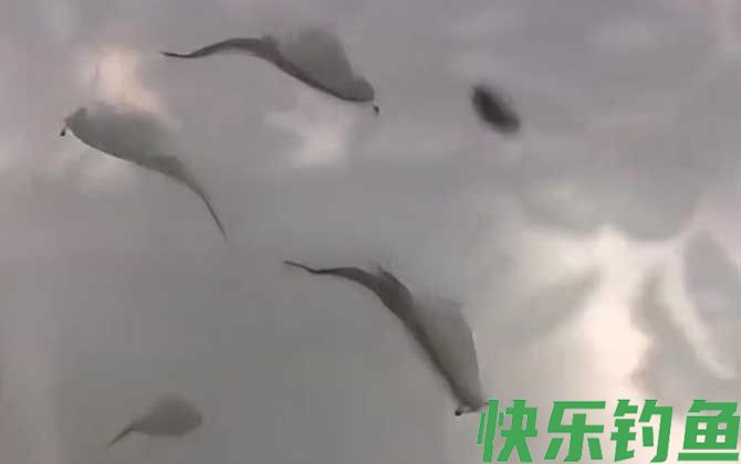 丰年虾卵会过期吗(图4)