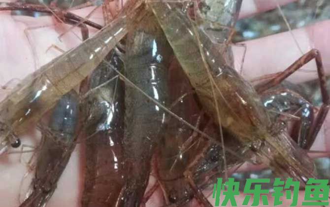 日本沼虾和罗氏沼虾的区别(图1)