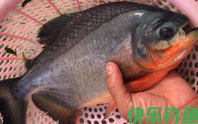 淡水白鲳可以当观赏鱼养吗(图3)