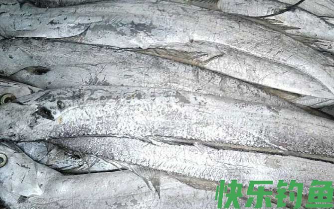 带鱼有鱼鳞吗(图1)